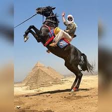 Camel Riding & Horse Riding + Quad Bike Tour Around the Pyramids - Image 2